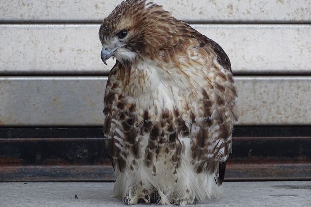 The red-tailed hawk sitting outside the federal building in downtown Brooklyn